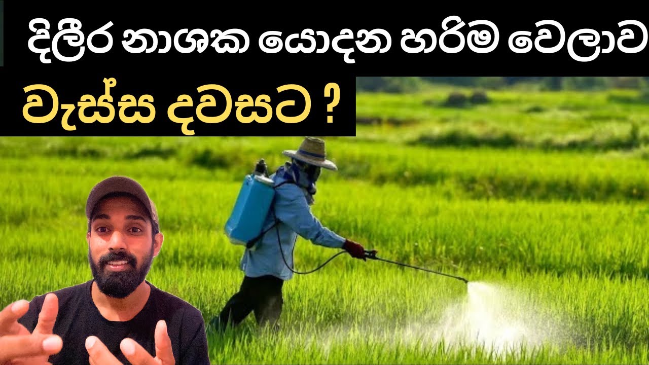 දිලීර නාශක යොදන හරිම වෙලාව, It's time to apply fungicide.