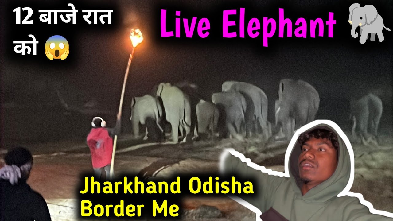 रात का 12 बाजे Live Elephant 😱 Jharkhand Odisha Border Me || Dekho bhai log 😱 #lugun #live#elephant 