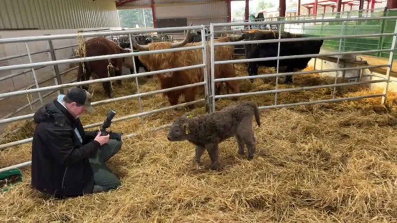 Calving season continues, live birth!