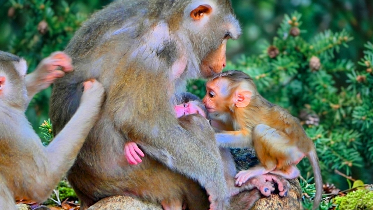 Sweet moment.! Libby allow baby Lumi kisses her newborn Levy first time