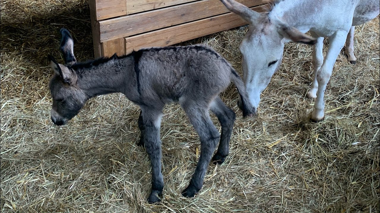 Naissance d&rsquo;un &acirc;non au domaine du CANTEAU d&rsquo;YF