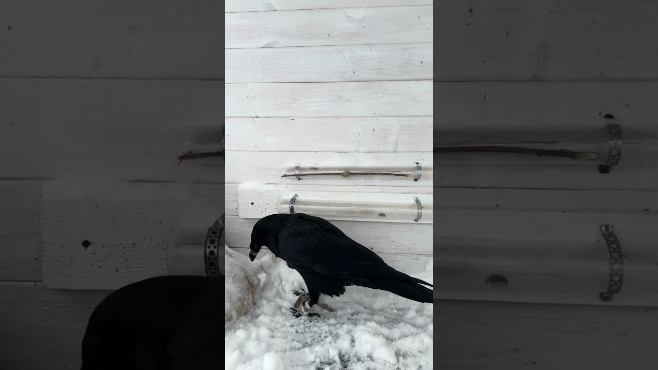 #воронгоша #raven