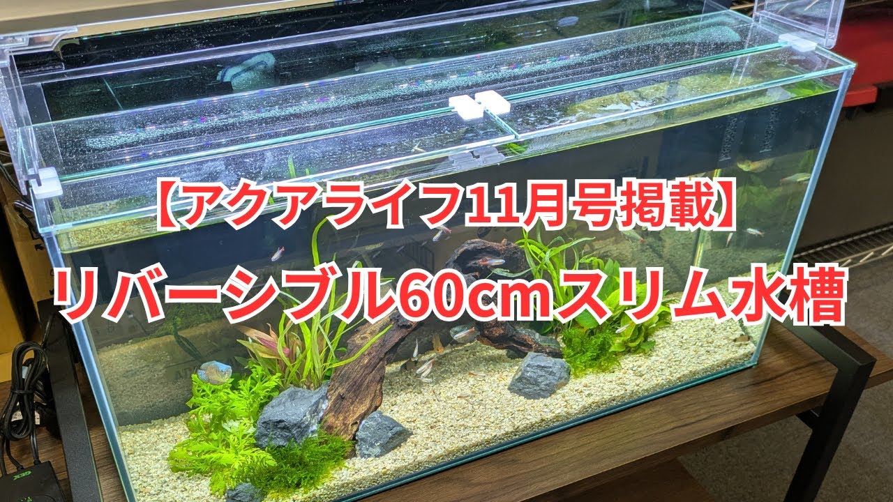 【アクアライフ11月掲載】リバーシブルで観察できる60cmスリム水槽を作りました！