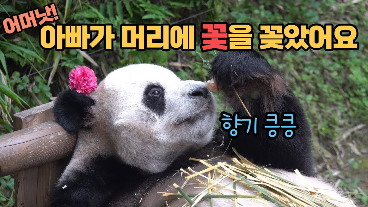 ★에버랜드 판다월드★ 정말 신기하고 귀여워요ㅋㅋ 머리에 꽃 달고 낭만미 마구 뽐낸 푸바오 아빠 러바오! Baby Panda Fu Bao