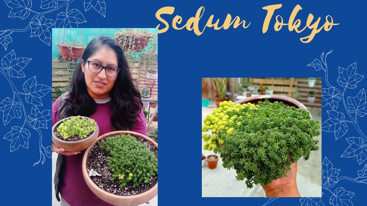 cuidados de sedum japonicum tokyo sun #suculentas #sedumtokyo #jardin
