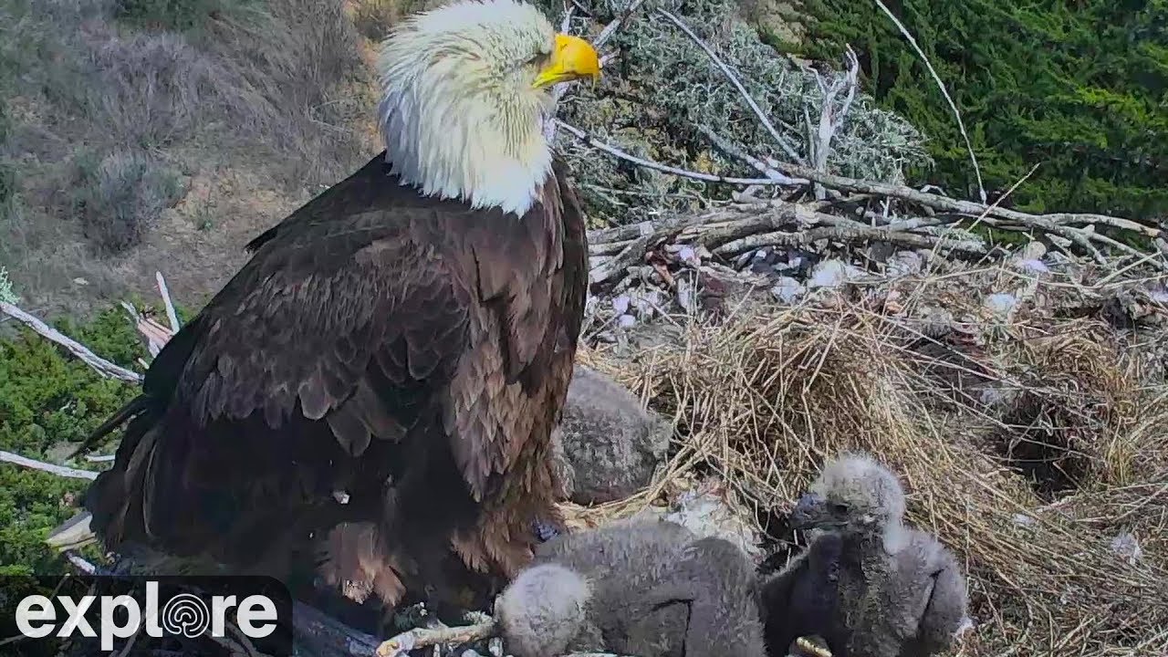 An Earthquake Scares a Bald Eagle