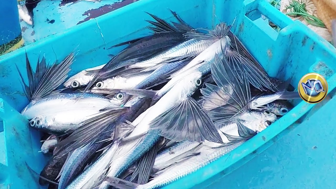 Increíbles capturas Conoce cómo se Pescan los Peces Voladores en Mar abierto