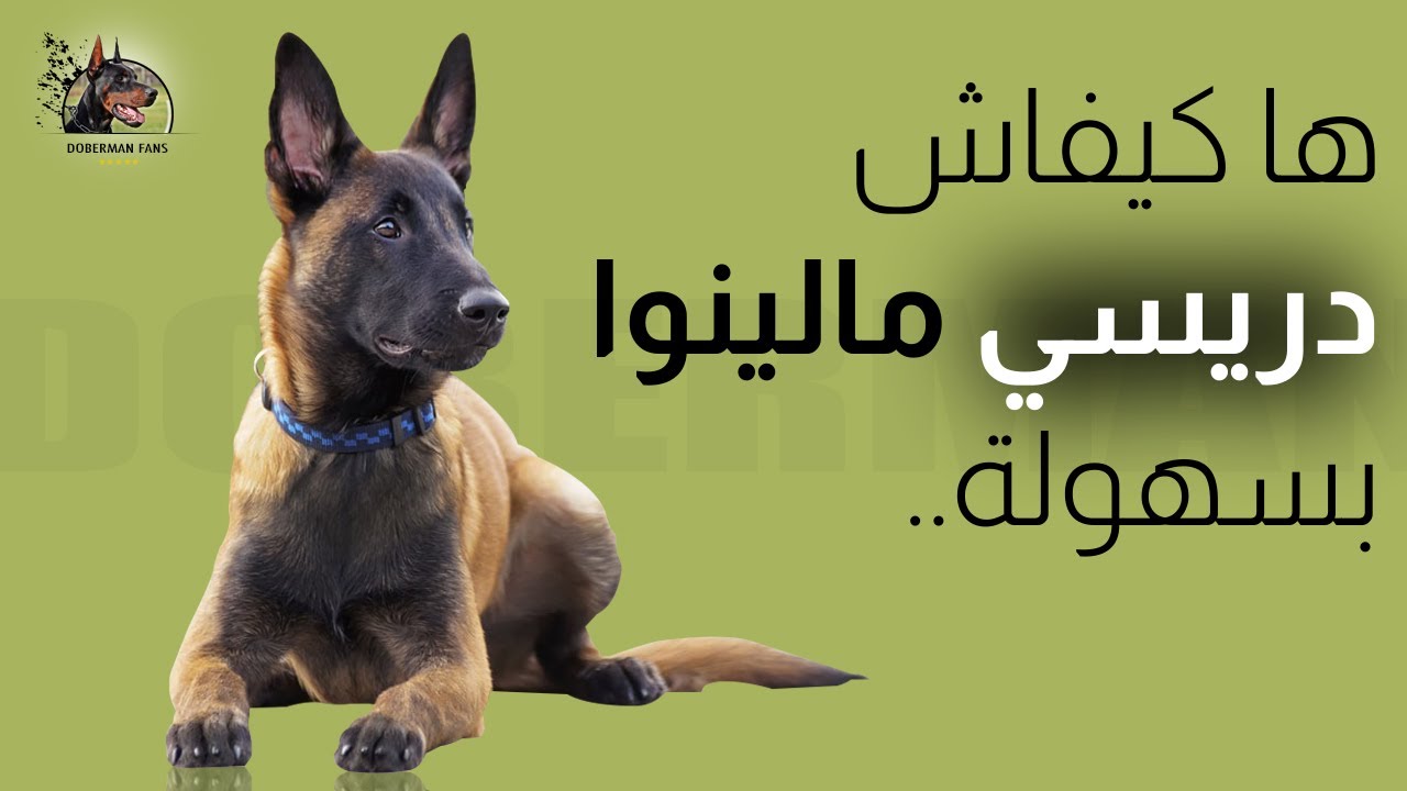 Comment dresser un Malinois - كيفية تدريب المالينو