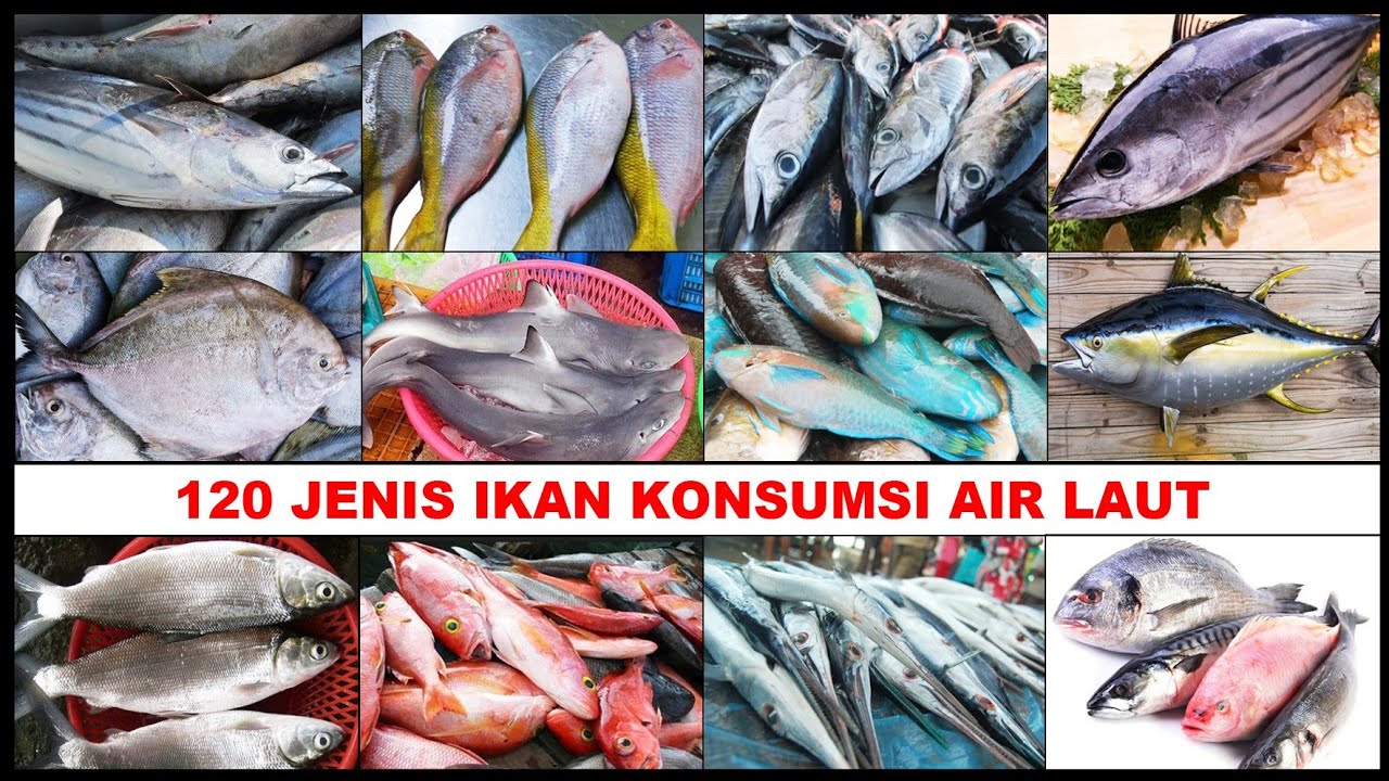 120 JENIS IKAN LAUT YANG BISA DIMAKAN |  MACAM IKAN KONSUMSI AIR LAUT