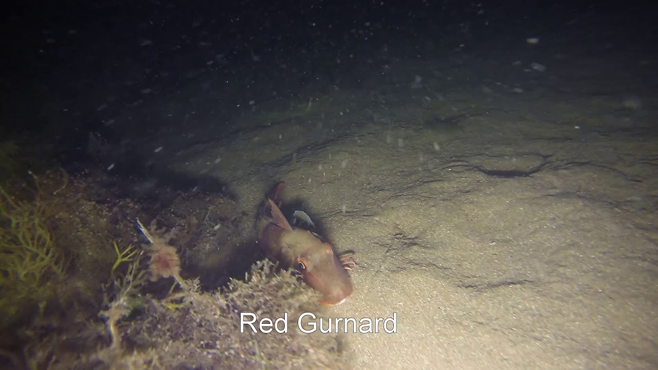 Swanage Pier Night Dive 15/08/2017