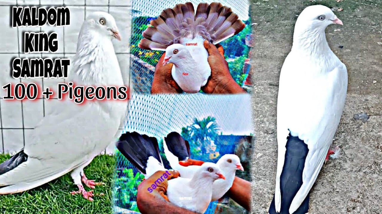 Kaldom king Samrat New Loft  Represent #vairal #pigeon #vlog
