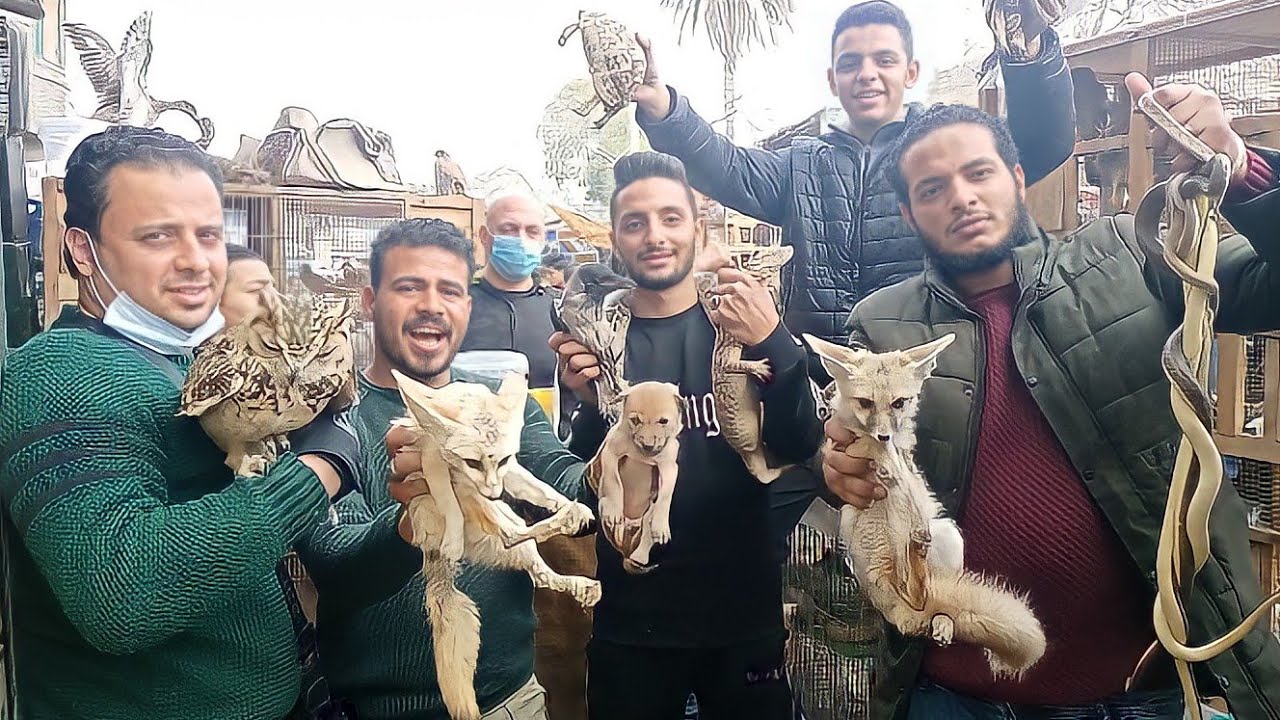 سوق الجمعة بالسيدة عائشة بالاسعار ديابة قطط برية وشق قرود فنك تعالب تماسيح اصلات بغبغانات صقور بوم و