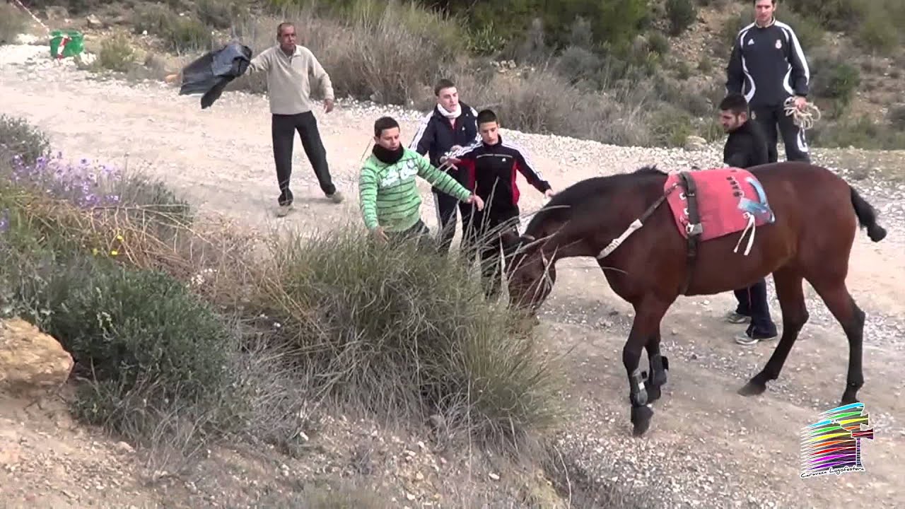 II Convivencia Caballos del Vino - Caravaca de la Cruz, 23/02/2013