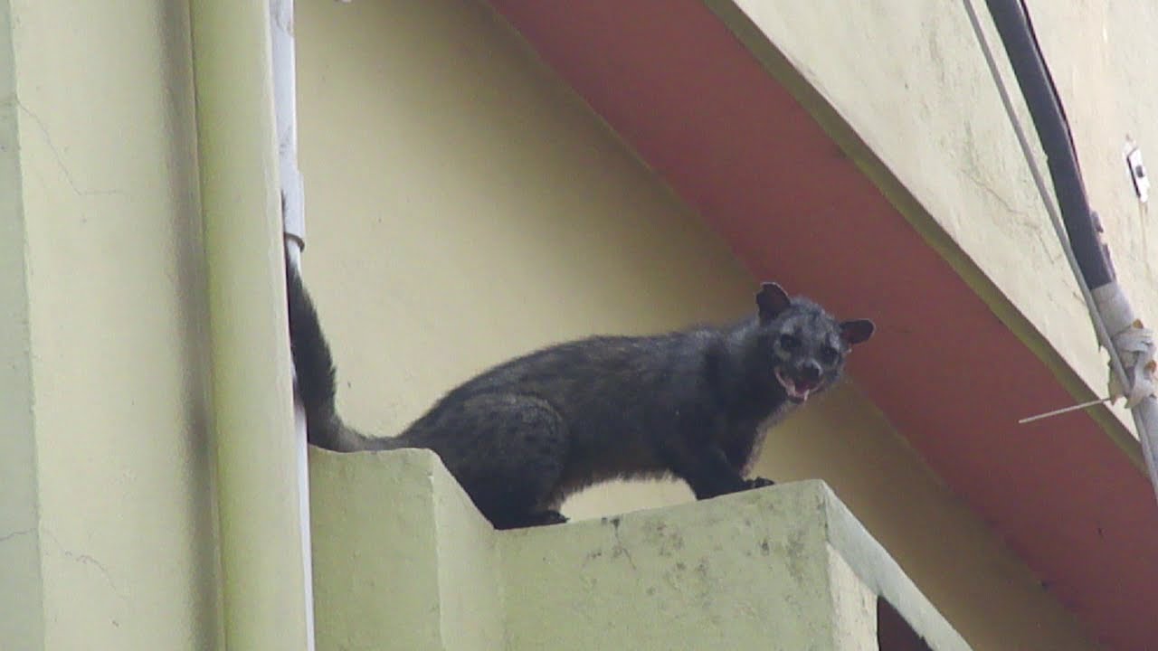 Civet Cat(Viverra zibetha) Attacked by Crows in a urban Area Near Kolkata at Dawn