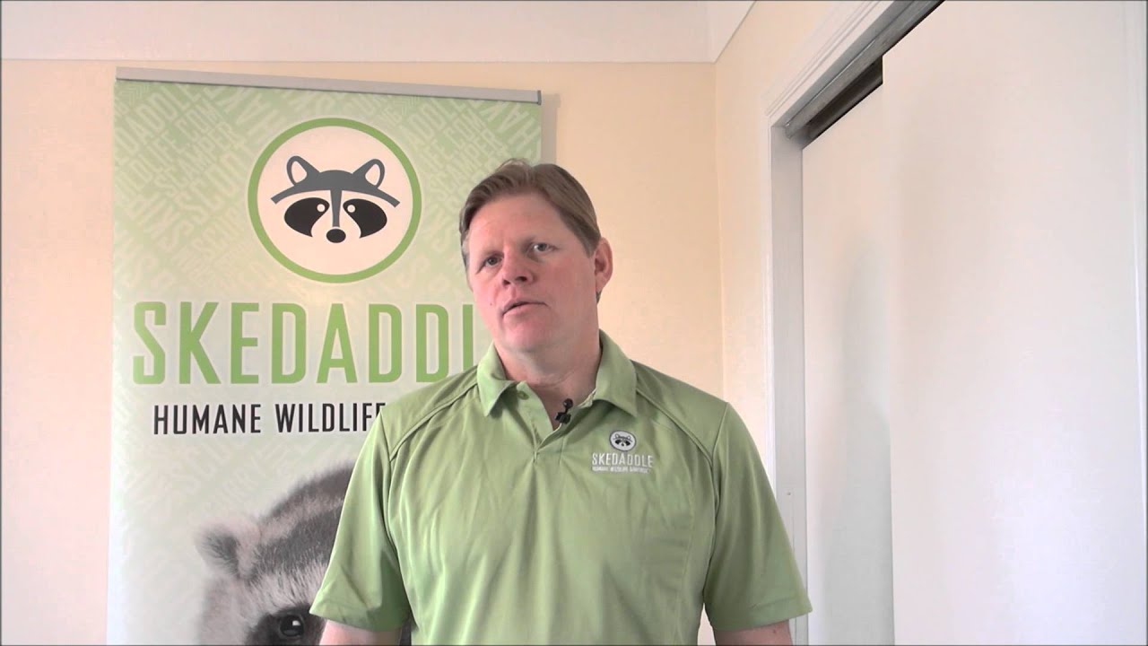 Skedaddle Humane Wildlife Control - Andrew Wheelock