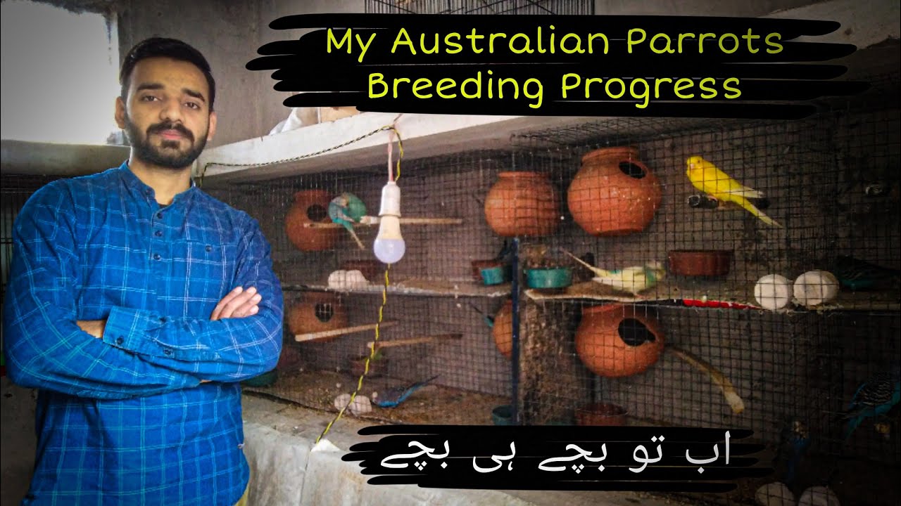 Australian Parrots Breeding Progress | Australian Parrots Breeding Setup | Budgies Breeding Progress