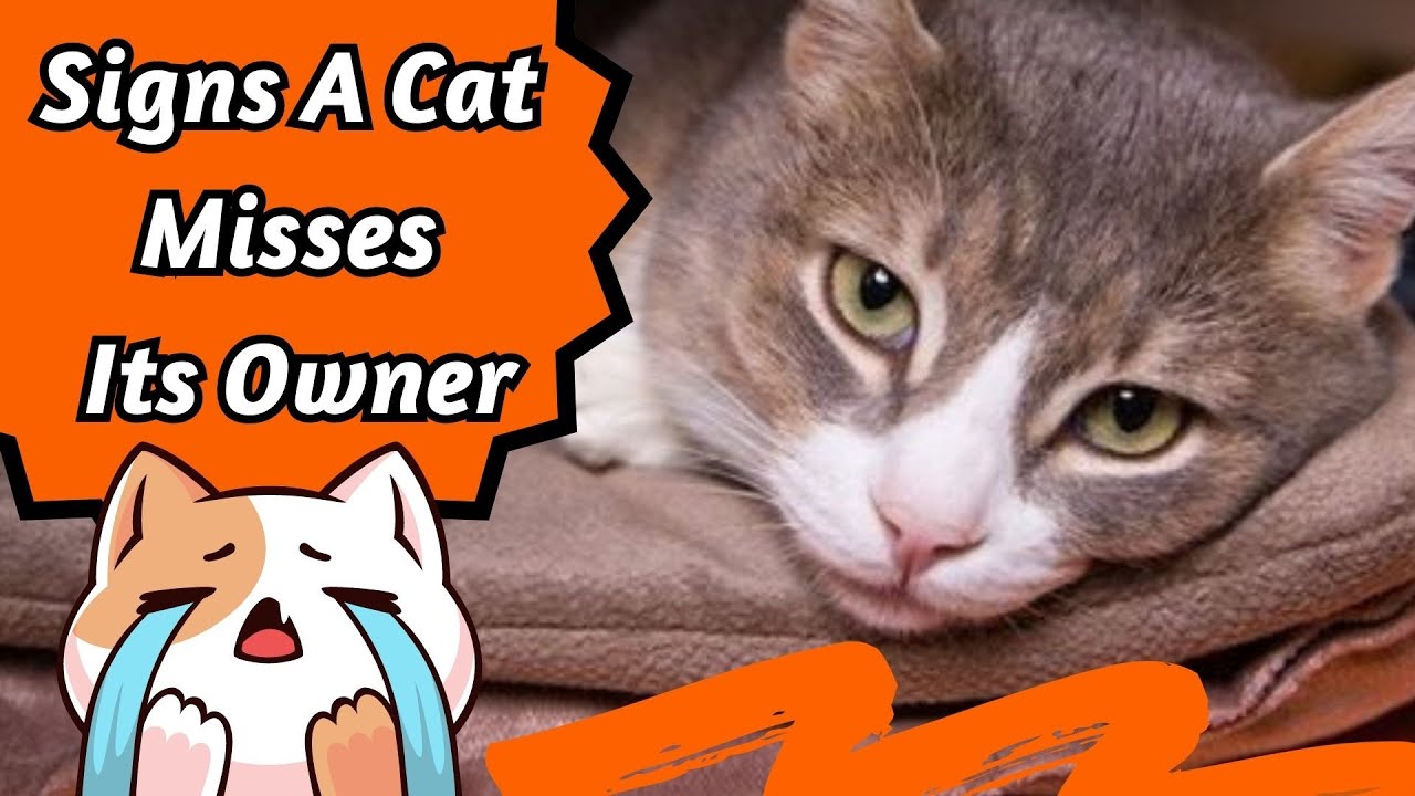 How Do Cats Act When They Miss Someone?