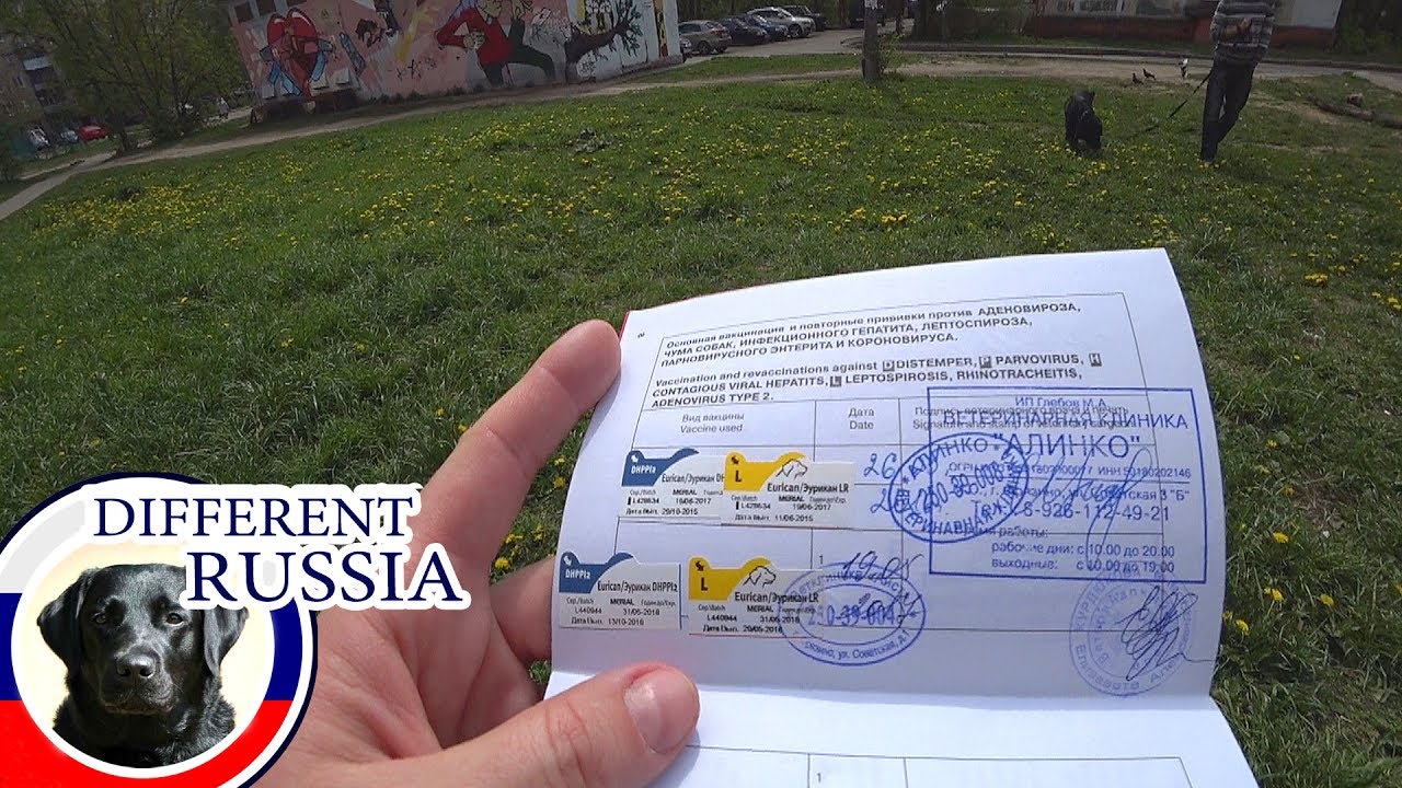 How Much is to Visit Russian Vet Clinic? International Dog's Passport