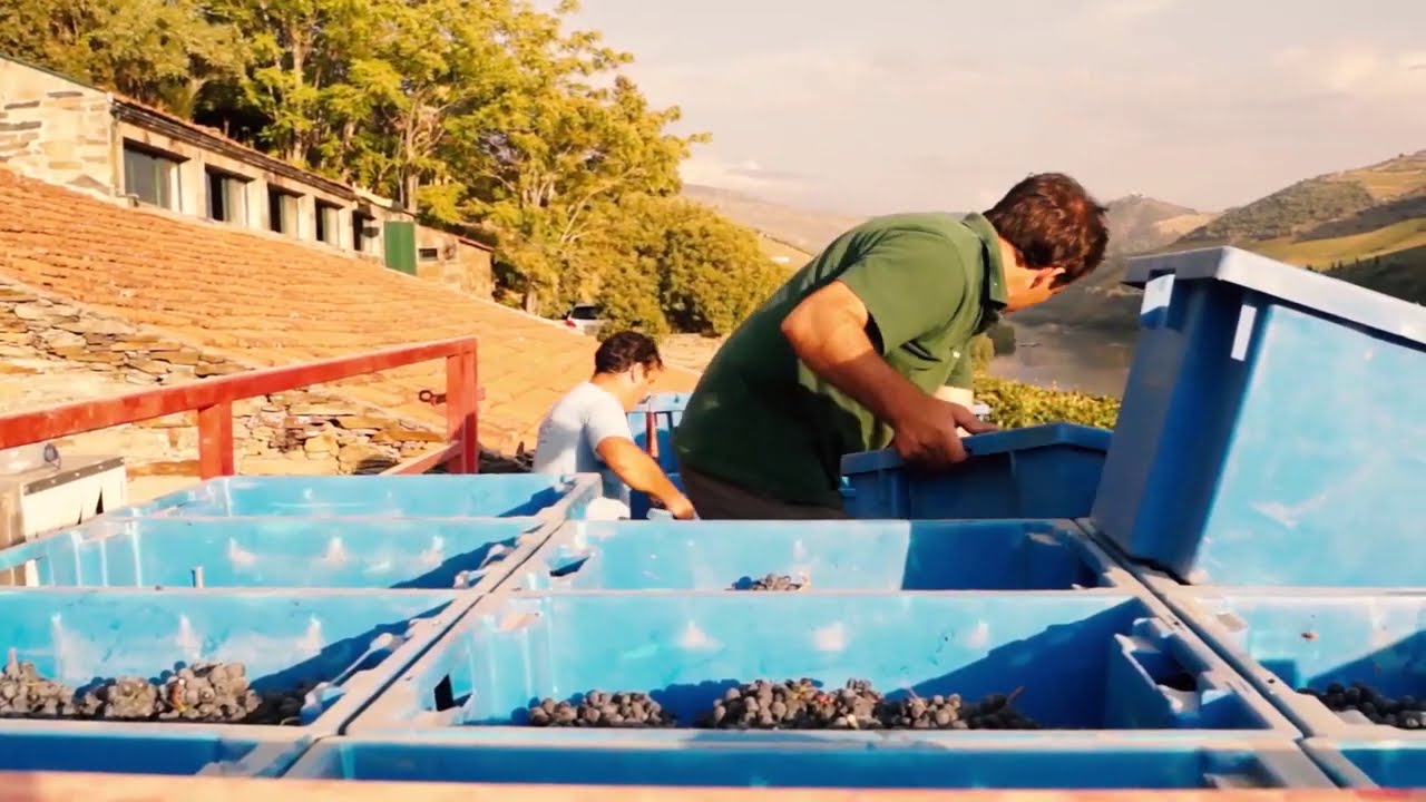Learn How Port is Made