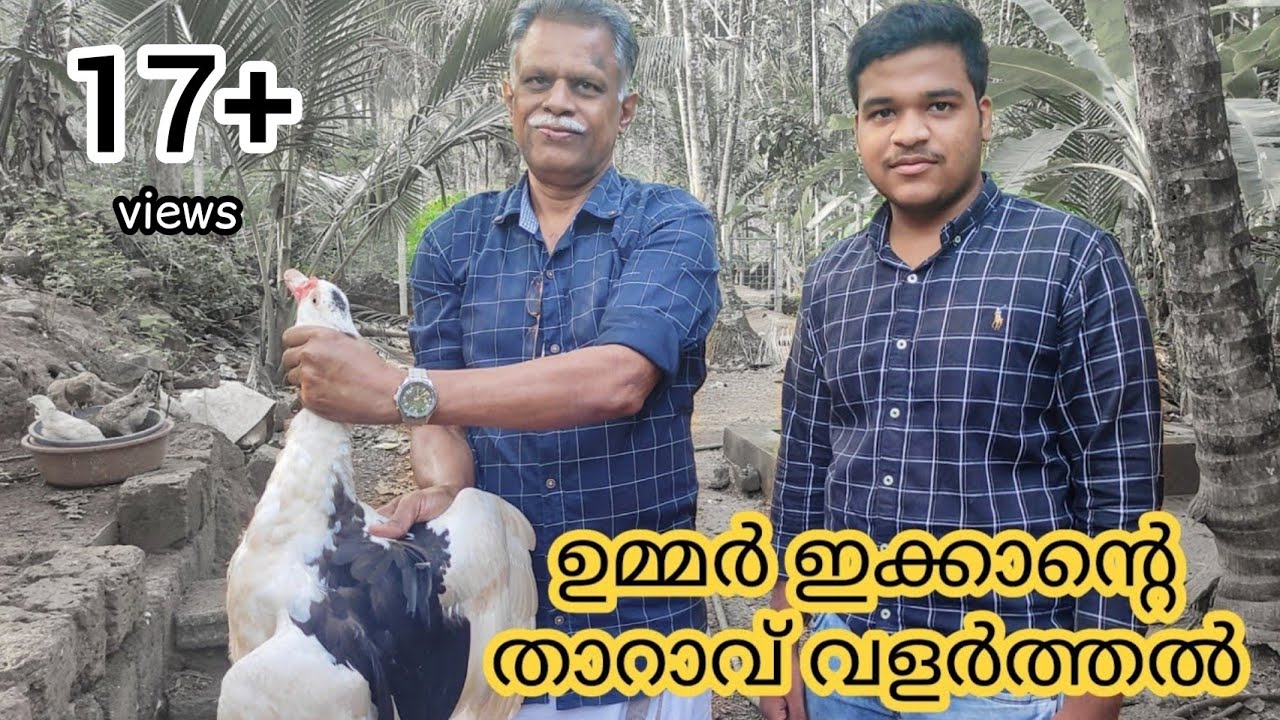 ഉമ്മർ ഇക്കാന്റെ താറാവ് വളർത്തൽ  || duck farm in kerala, malappuram