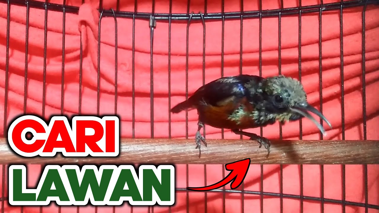 HITUNGAN DETIK Konin ANDA langsung GACOR & TARUNG