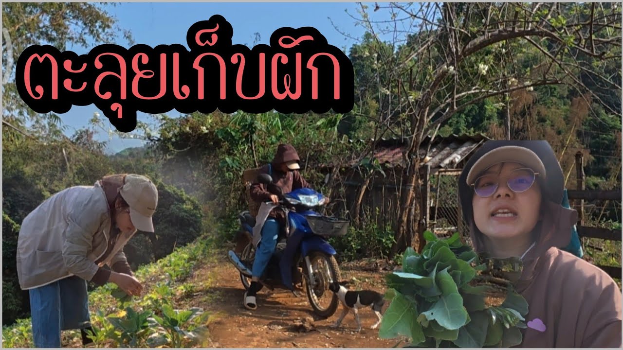 คิดถึงวัยเด็ก!!! ไปเก็บผักให้พี่สาว ก่อนกลับแม่สอด ยอดต้นมะม่วงกับเงาะที่ญาญ่าปลูกหายไปไหน!?
