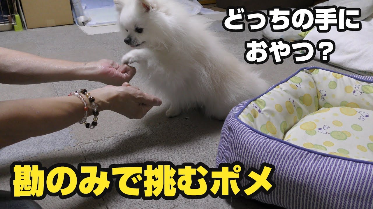 どっちの手におやつある？当て勘だけでいくポメ