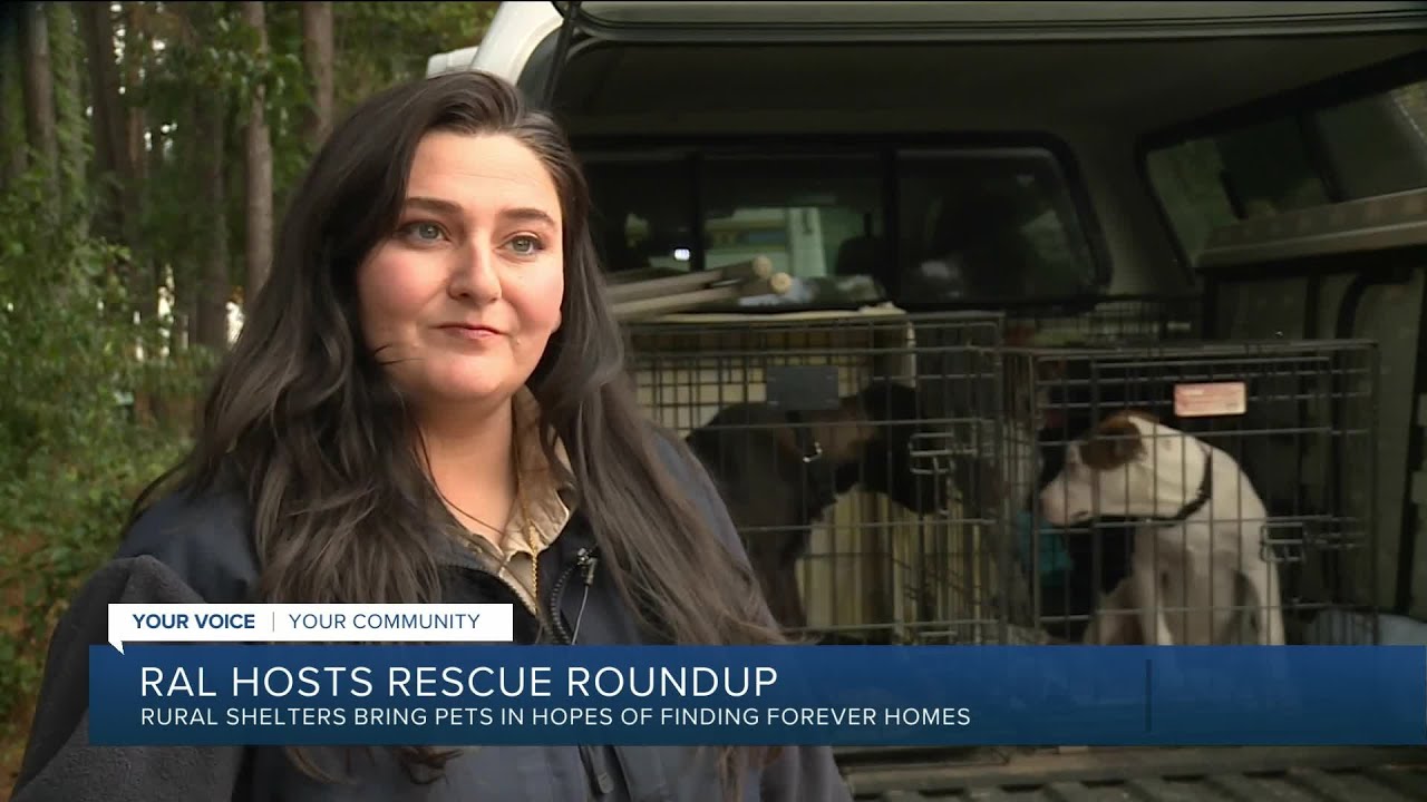 Dozens of dogs and cats from rural Virginia shelters seek adoption in Richmond
