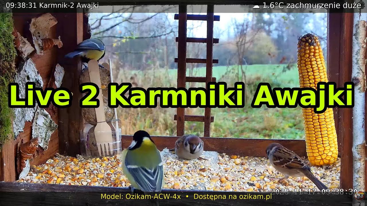 Winter Birds of Poland: Live Stream 24/7 | Karmnik Awajki Na Żywo