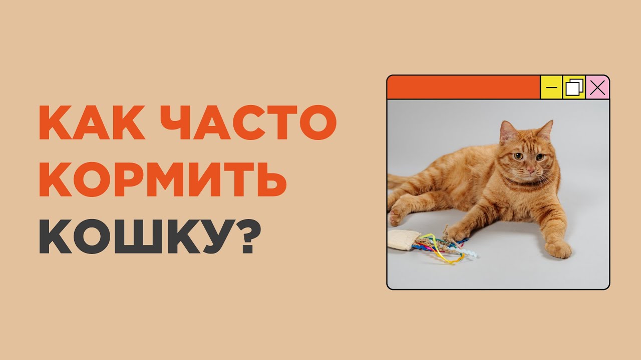 Как часто нужно кормить кошку в день?