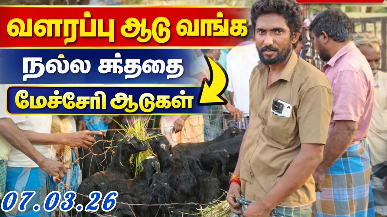 மேச்சேரி வளர்ப்பு ஆடு குட்டிகள்#cow #bull #animals #goatfarming #youtube #video#views#goat #youtuber