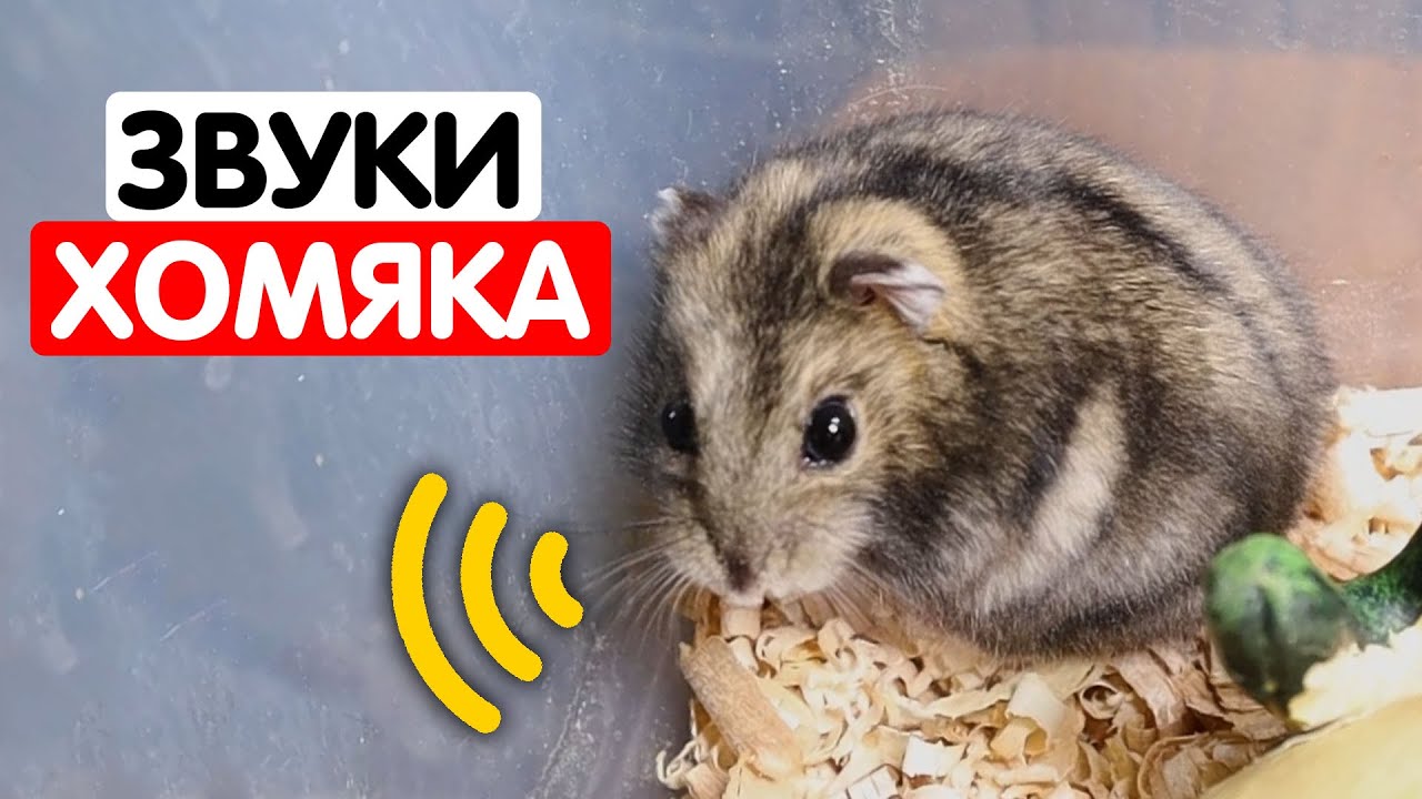 Звуки хомяка (джунгарика и сирийского) и что они означают?