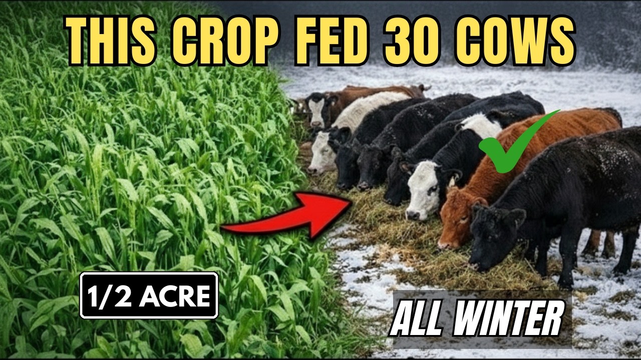 This 1/2 Acre Crop Replaced Hay — Fed 30 Cows All Winter