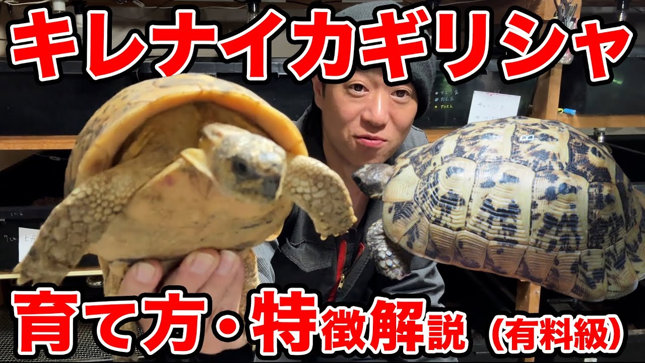 キレナイカ ギリシャリクガメの飼育方法・種類・大きさ・寿命等を解説します