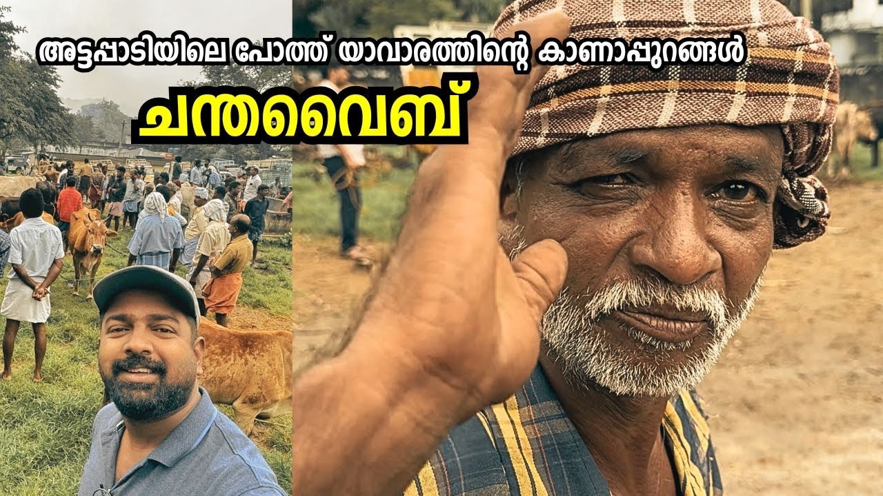‘ചന്തവൈബ്’ - അട്ടപ്പാടിയിലെ പോത്ത് യാവാരം! Kottathara Cattle Market - Attappadi