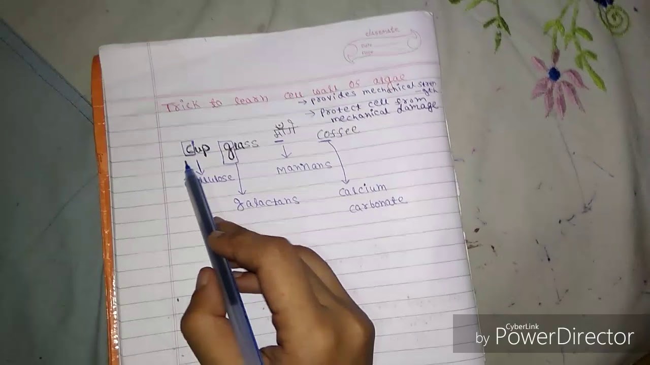 Trick to learn cell wall of algae....