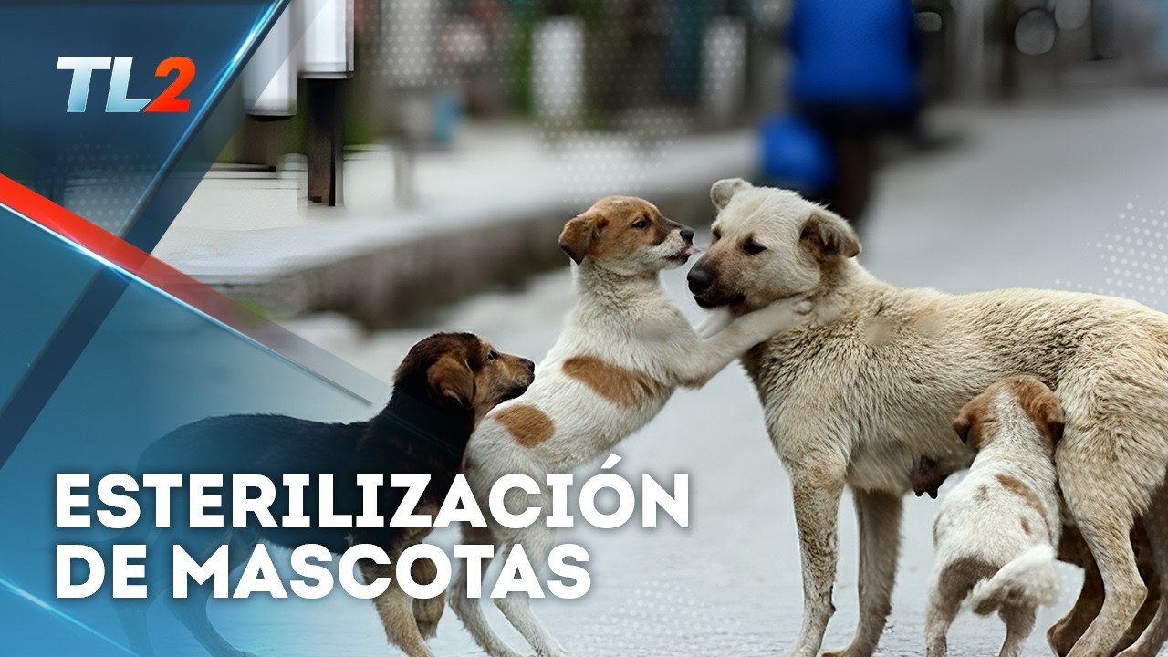 Esterilización y castración de mascotas | Teledos | El Salvador