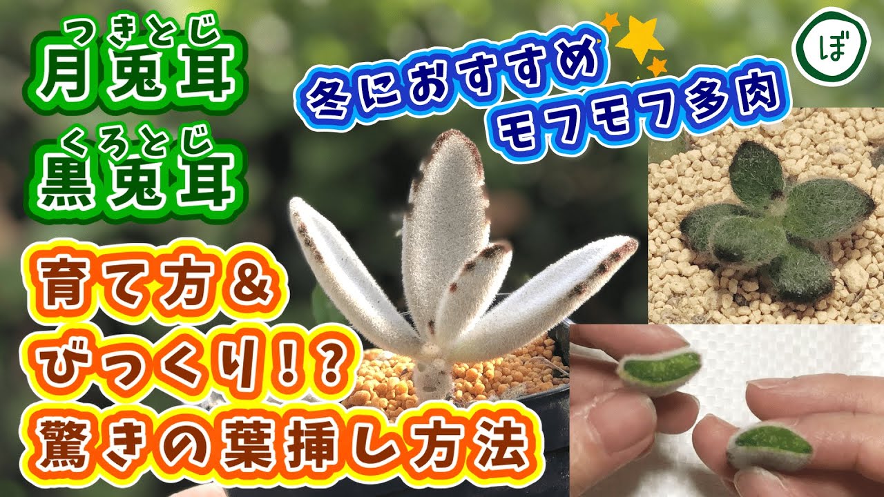 【多肉植物】びっくり！？月兎耳と黒兎耳の育て方と驚きの葉挿し方法【kalannchoe tomentasa】