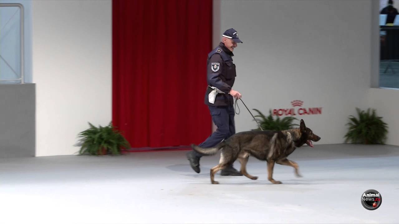 Expo Sedriano 2016 - Unità cinofile Polizia