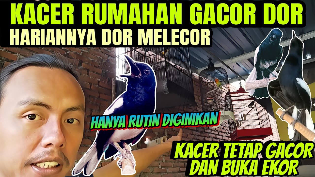 TERNYATA BEGINI CARANYA ⁉️ MERAWAT KACER AGAR DIRUMAH BISA GACOR DOR BONGKAR ISIAN DAN BUKA EKOR