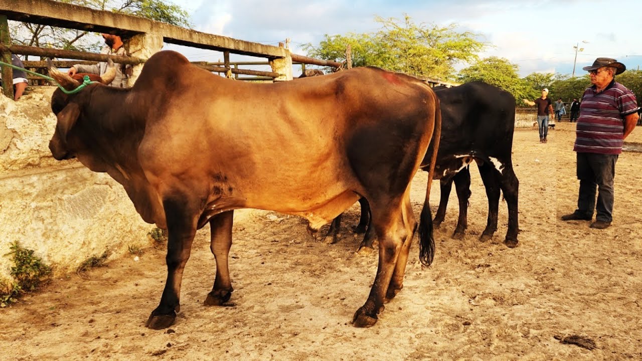 FEIRA DO GADO EM CARUARU-PE  12-08-2025 #nordeste
