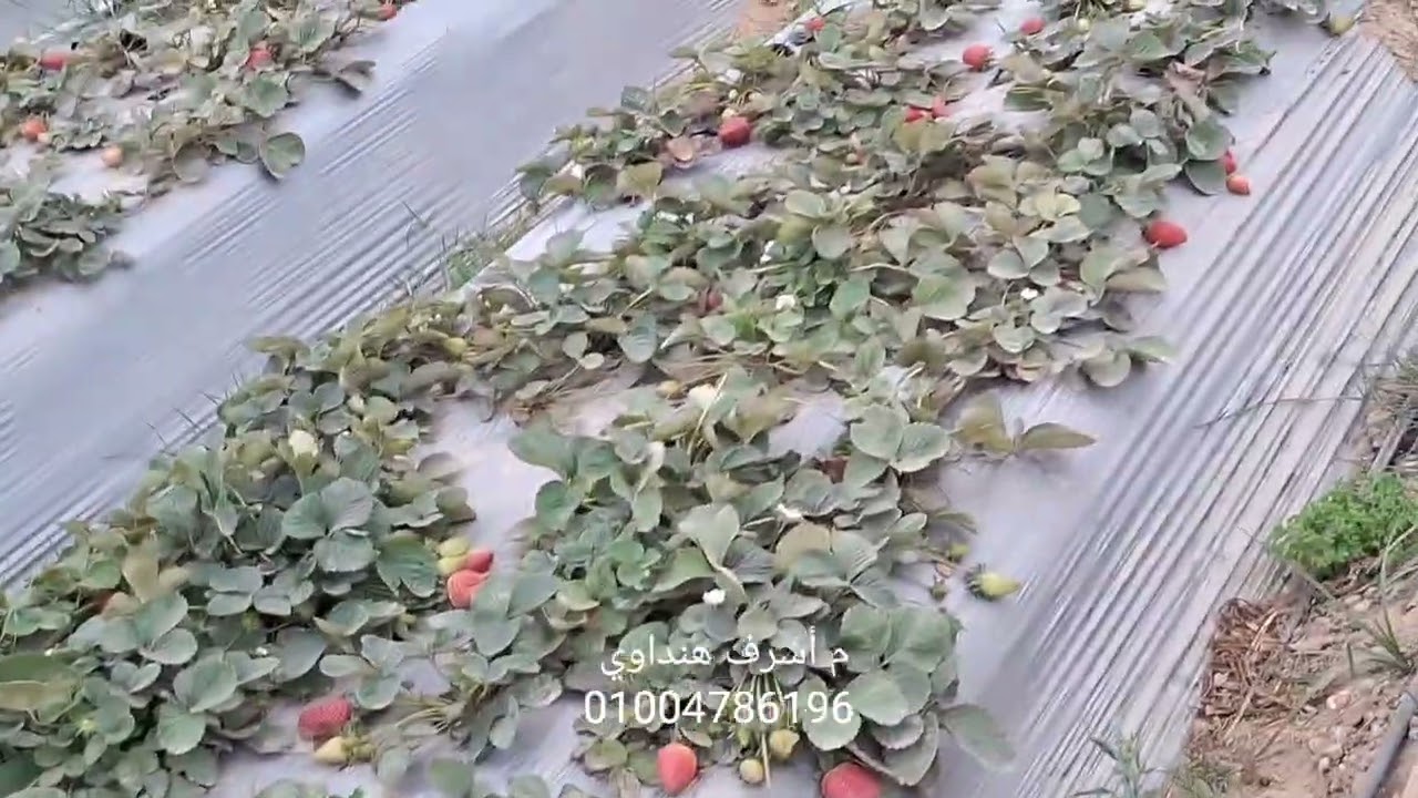 يتلحق يمتلحقش .. الأرض دى _خارج التحليل _ إجباري ..  فراولة الإنتاج 🍓 