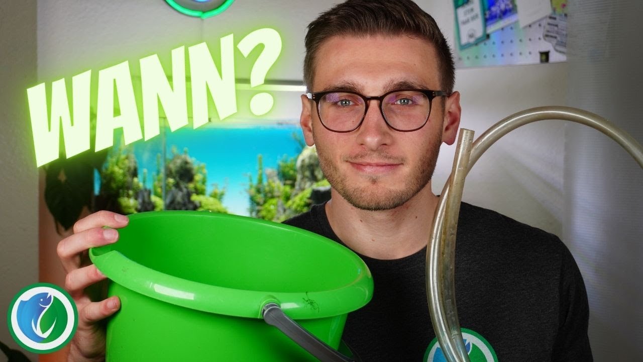 Wann du einen Wasserwechsel im Aquarium machen solltest!