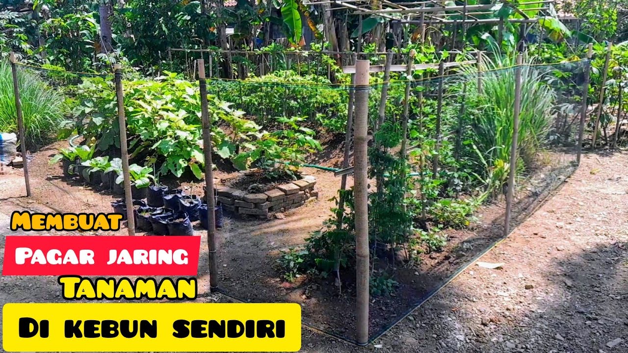 MEMBUAT PAGAR JARING DI KEBUN SENDIRI DARI AWAL SAMPAI SELESAI