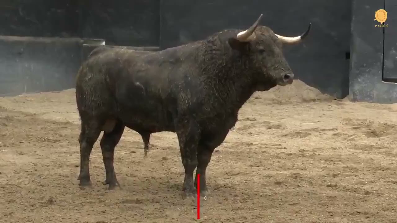 Toros Sevilla 5 mayo 2025