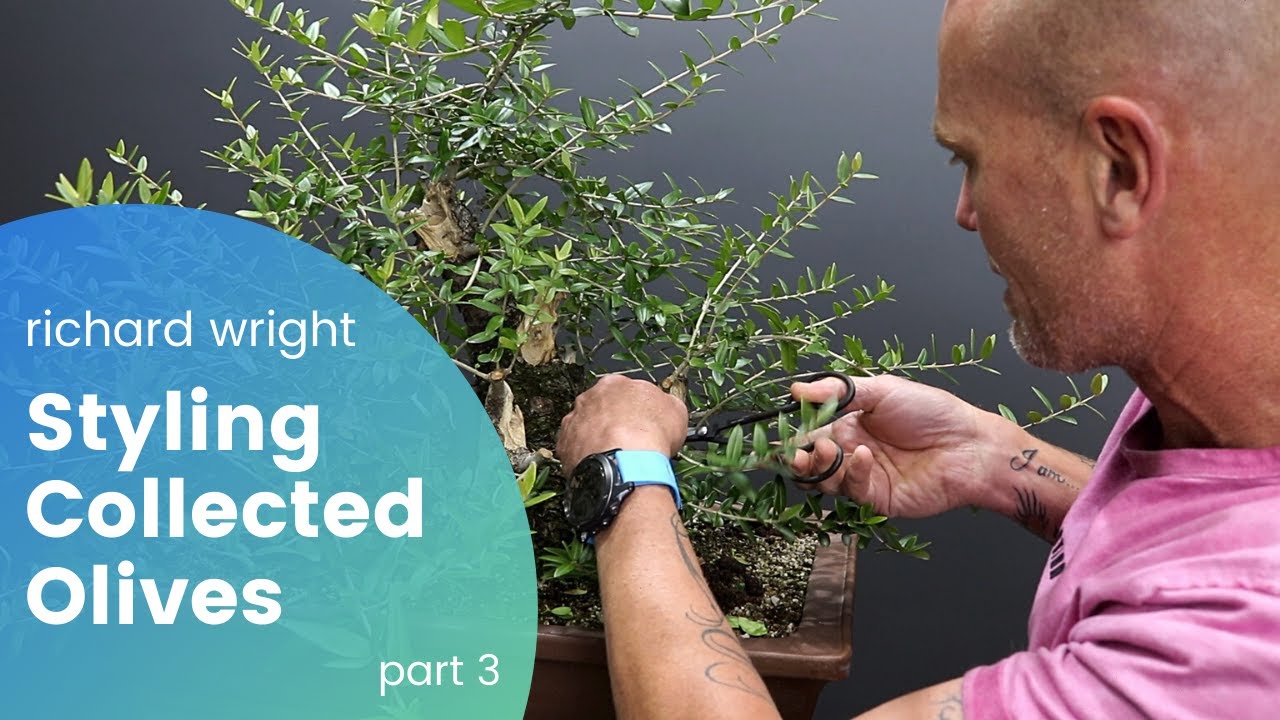 Styling Collected Wild Olives - Part 3