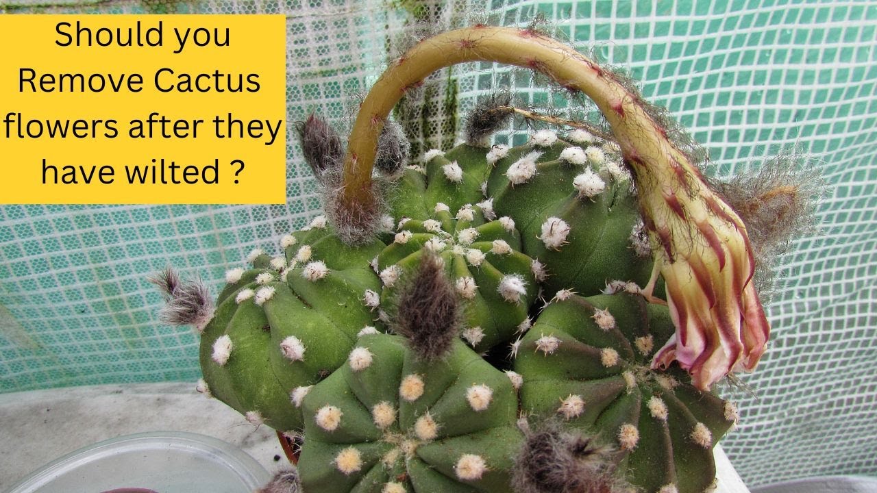 Should you remove Cactus Flowers after they have Bloomed ? #cactus #cacti