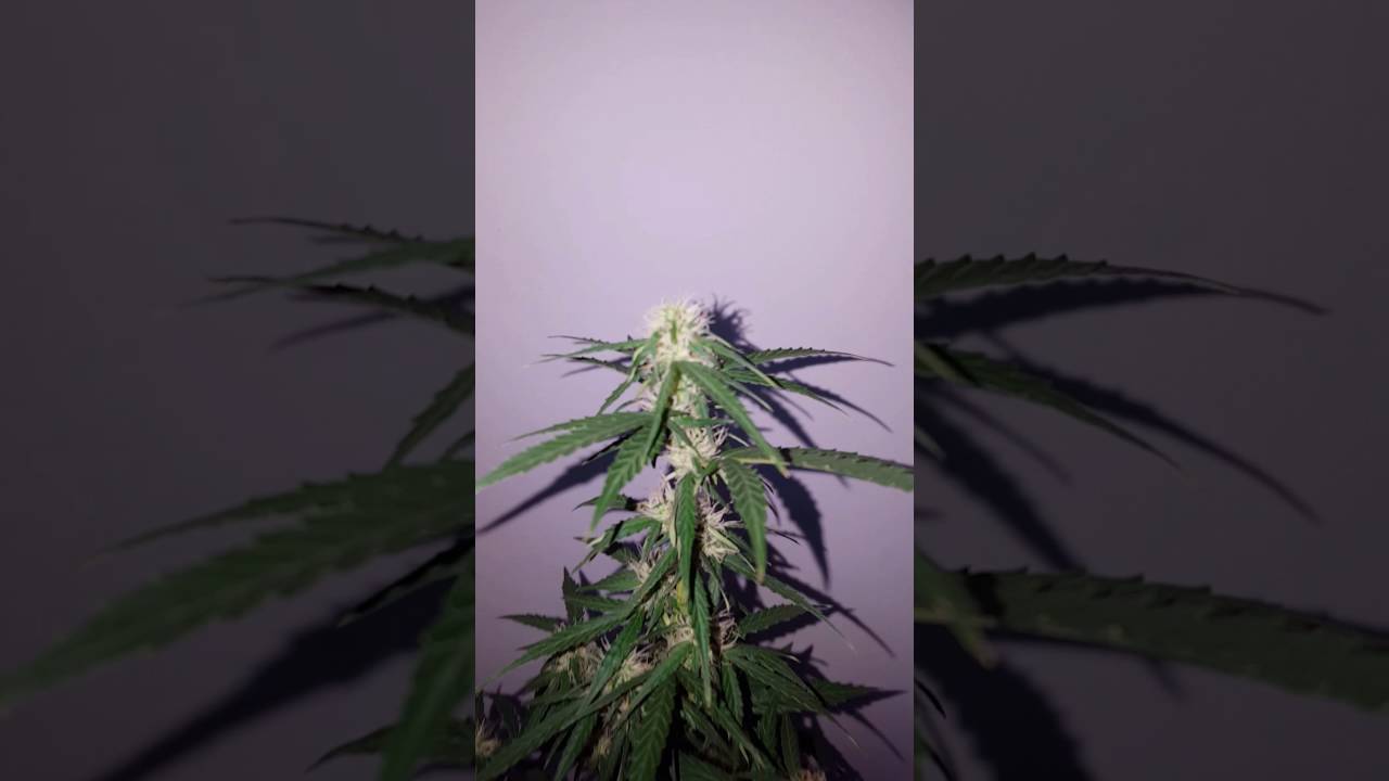 Ak-47 Autoflower