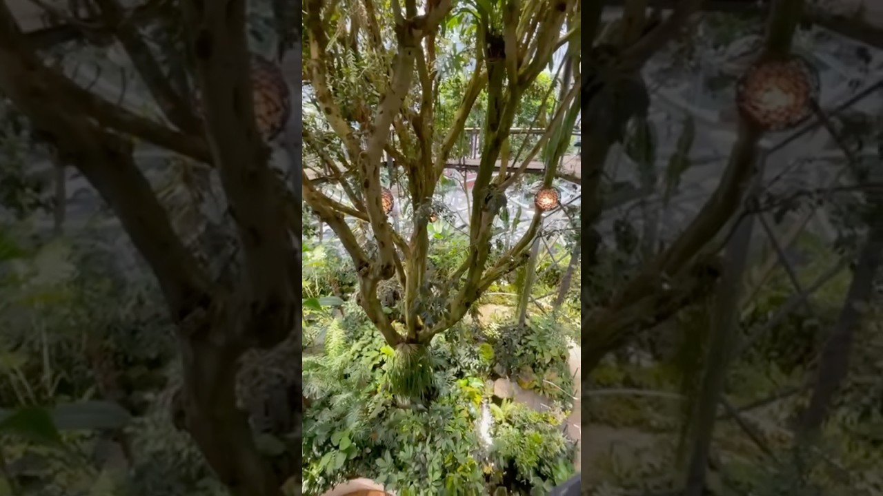 😍 Amazon Spheres, inside beauty!! 😍 