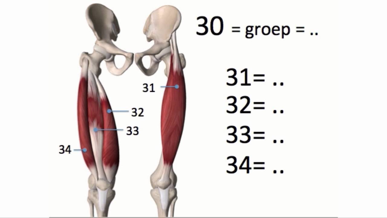 Kennistest 1 38 skeletspieren